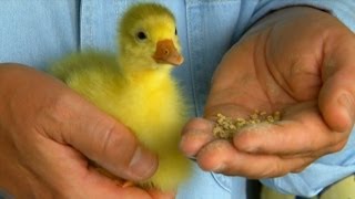 Taking Care of Goslings | Farm Raised Classics With P. Allen Smith