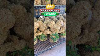$60 Epcot Flower & Garden Souvenir😮🌳 (Mickey Mouse Topiary)
