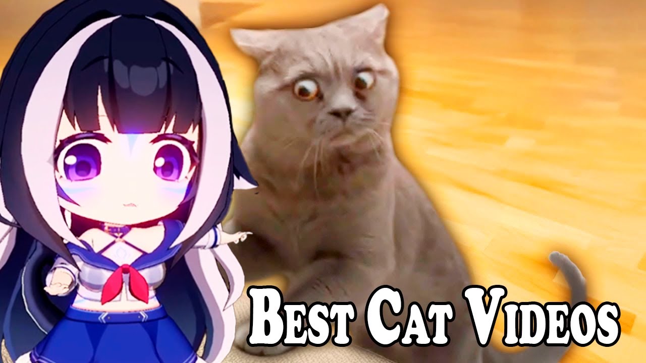 Shylily React To Best Cat Videos of the Decade by Daily Dose Of Internet | Try Not to Laugh 🦐
