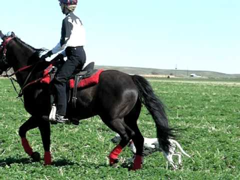Road Trial Excellent Hock Exercise Figure 8