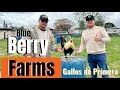 Los gallos de blue berry  farms 