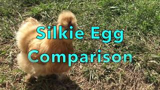 Silkie Chicken Egg Comparison