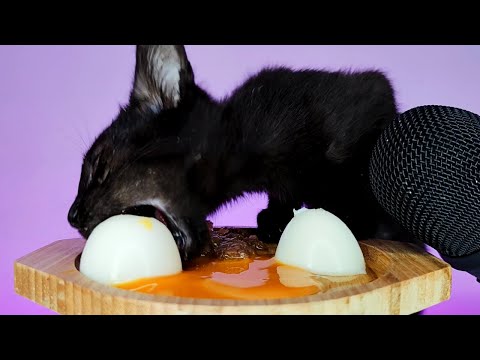 CAT EATING EGG & YOLK & WET FOOD ASMR