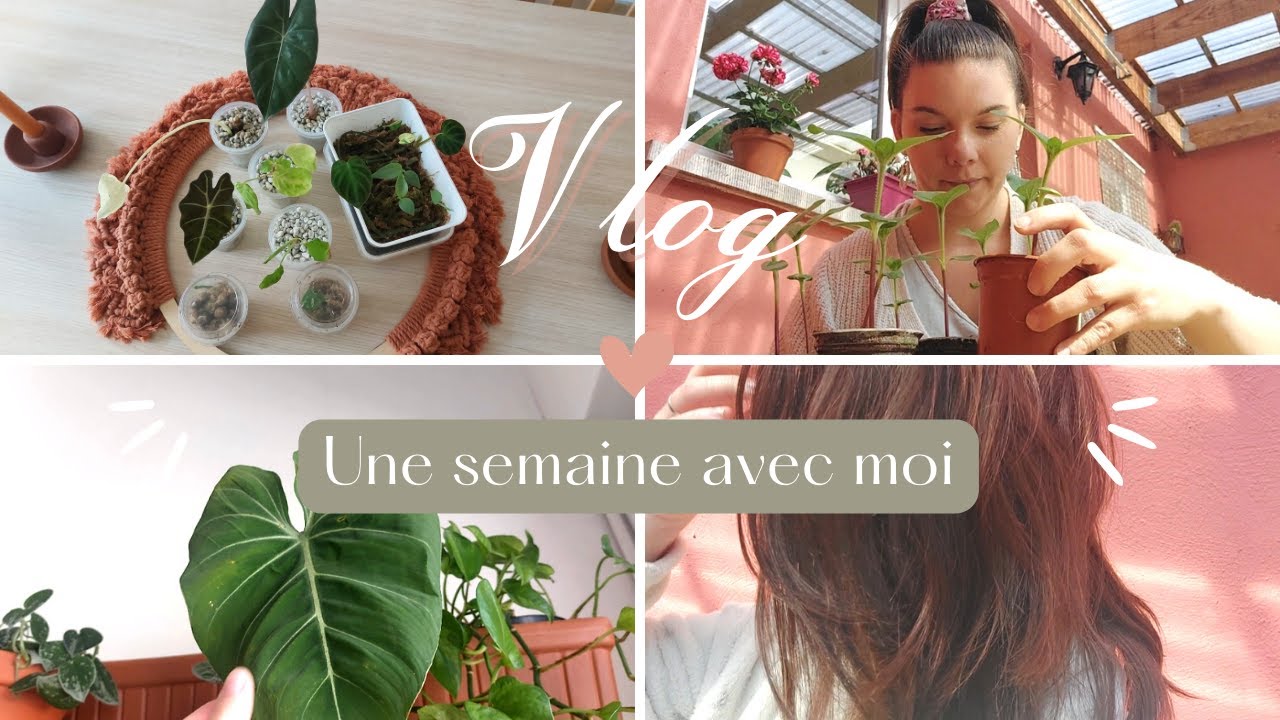 Des nouvelles des PLANTES ~ THRIPS sur le GLORIOSUM ~ coloration au HENNÉ...  | VLOG 37