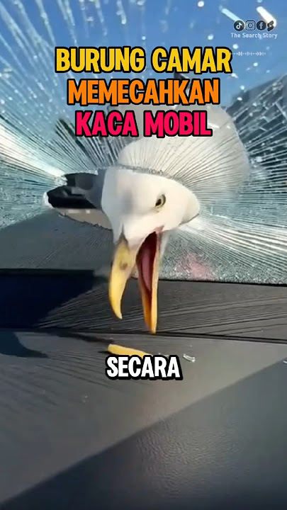 Begini Kekuatan Kaca Mobil Sebenarmya #fakta #unik #informasi