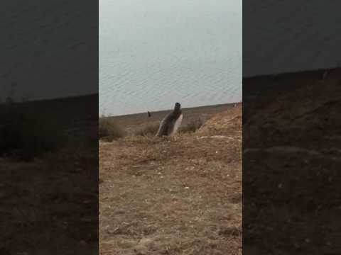 Baby Magellan penguin