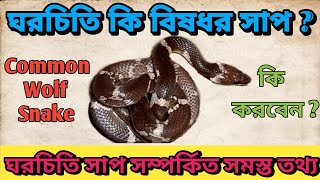ঘরচিতি সাপ সম্পূর্ণ নির্বিষ একটি সাপ || Common Wolf Snake - Non Venomous Snake