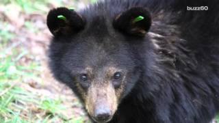 Rescued Bear Cubs Are Super Excited To Be Released Back to the Wild