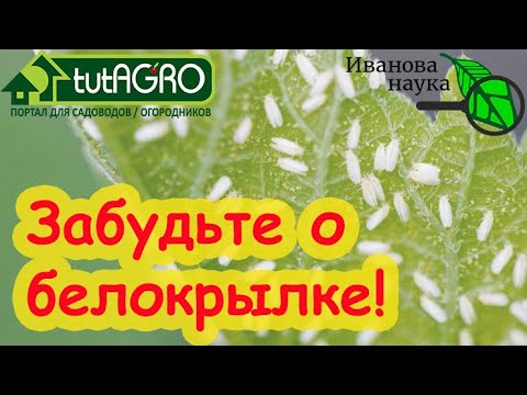 Всего 3 опрыскивания и вы забудете о белокрылке НАВСЕГДА! АВТОРСКАЯ СХЕМА БОРЬБЫ С БЕЛОКРЫЛКОЙ.