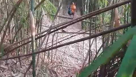 Noob qaib dib tuaj zoo tua tau lawm