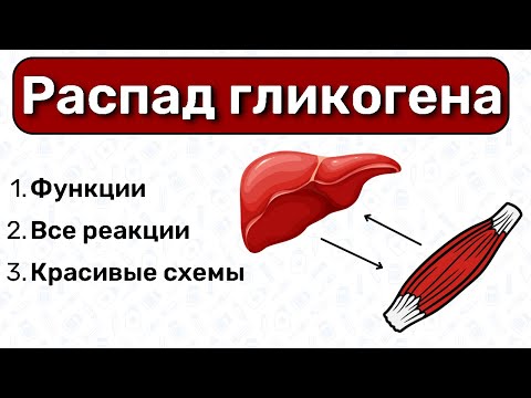 Распад гликогена / БИОХИМИЯ, катаболизм гликогена, обмен углеводов, катаболизм углеводов