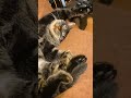 やる気のない🐱こーちゃん