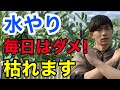 【毎日はダメ!】元園芸店員が水やりの正しい方法を教えます【園芸】【ガーデニング】【初心者】