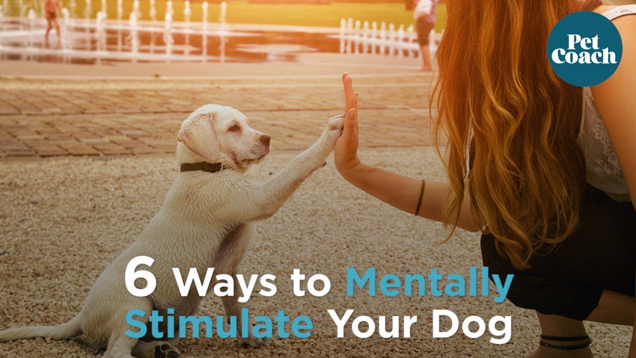 21 (Super Easy) Ways To Mentally Stimulate Your Dog - Dog Sense