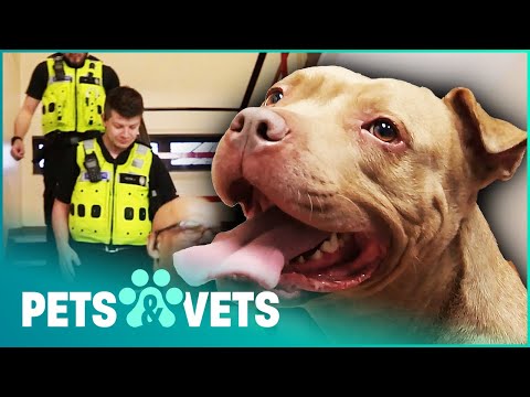 Video: Bukan Seperti Itu Terlihat Seperti! Anjing Terperangkap dalam Undang-Undang