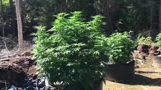California Gold: The Mystery Cannabis Strain