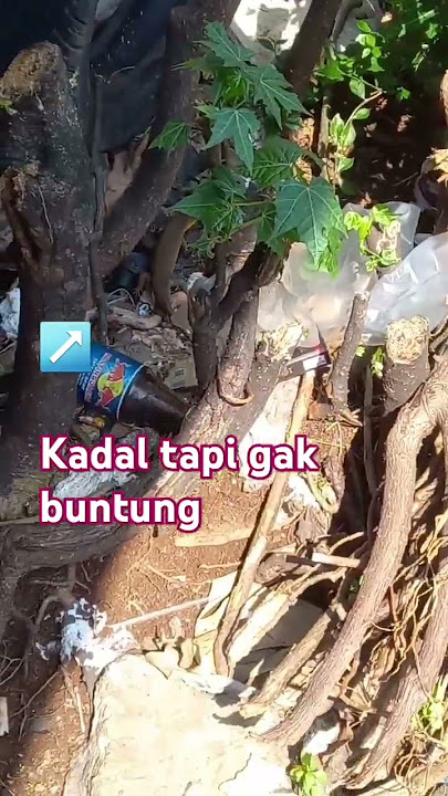 #thecat-kadal-small lizard
