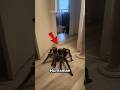 Top 4 Creepiest Animals You Won’t Believe Exist 😱