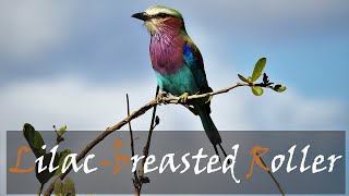 Lilac-breasted Roller Bird Call & Video (Coracias caudatus) Greater Kruger | Stories Of The Kruger