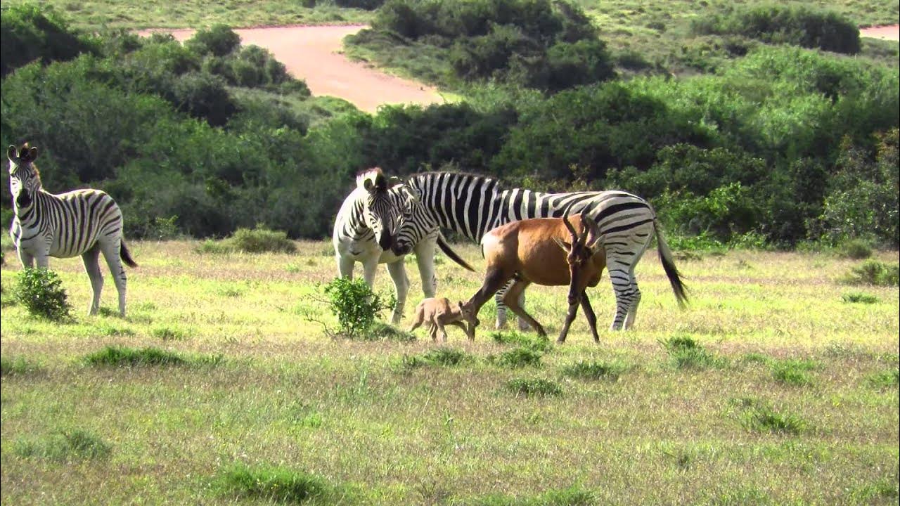 Hartebeest yaelokre текст