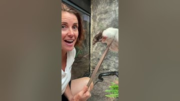 Feeding Ellie the South West Carpet Python