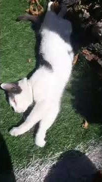 Molly cica most kelt fel