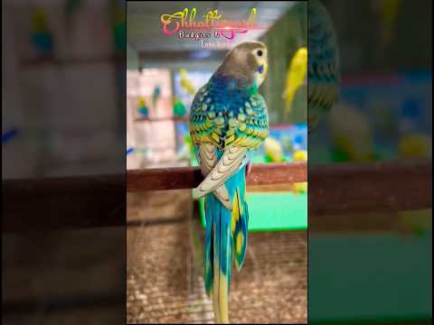 Rambow Spangle Budgies 😍 Very Rare 👌plzz subscribe Our channel & more Video's 🙏🙏🤗 #shorts#budgies