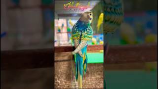 Rambow Spangle Budgies 😍 Very Rare 👌plzz subscribe Our channel & more Video's 🙏🙏🤗 #shorts#budgies screenshot 5
