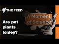 Are pot plants lonely  a moment of science  sbs the feed