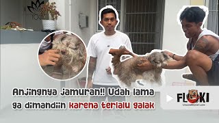 Download Lagu ANJINGNYA SAMPE JAMURAN!! UDAH LAMA GA DI MANDIIN KARENA TERLALU GALAK MP3 Download Lagu ANJINGNYA SAMPE JAMURAN!! UDAH LAMA GA DI MANDIIN KARENA TERLALU GALAK MP3