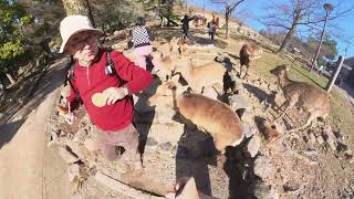 奈良公園の鹿