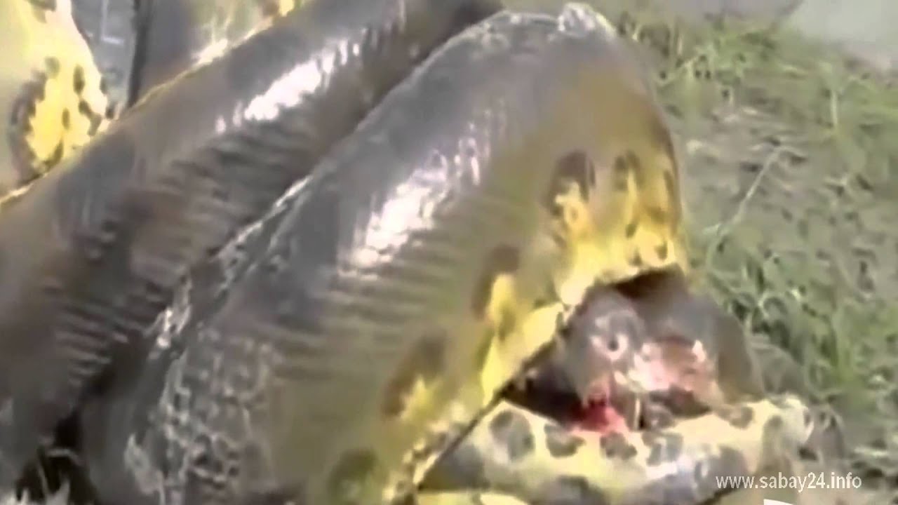 camera iphone 8 plus apk Python vs Crocodile Fight Python Kills Crocodile