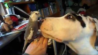 Cockatiel & Great Dane puppy mouth wrestling