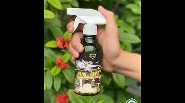 Chai xịt đuổi chuột côn trùng thảo mộc không ảnh hưởng đến người và vật nuôi