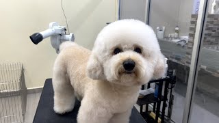 Easy Grooming Maintenance - Lots of brushing and combing