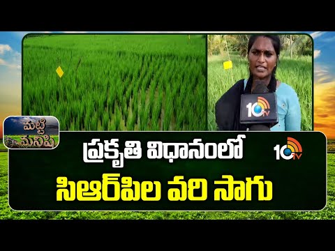 ప్రకృతి విధానంలో సిఆర్‎పిల వరి సాగు |CRPs Adopt Natural Farming for Paddy Cultivation |Matti Manishi - 10TVNEWSTELUGU