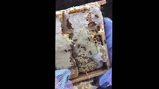 巣枠の採蜜  ①（2017.9.13 通常巣枠の貯蜜部分だけ切ってみた）（Honey harvest Part 1）