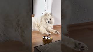 THIS DOG vs MY DOG  #dog #samoyed #funny