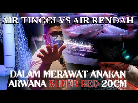 Video: Adakah aic harus tinggi atau rendah?