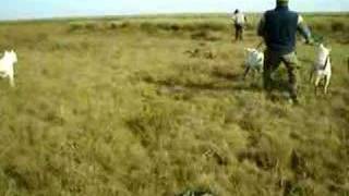 caza de jabali con dogos