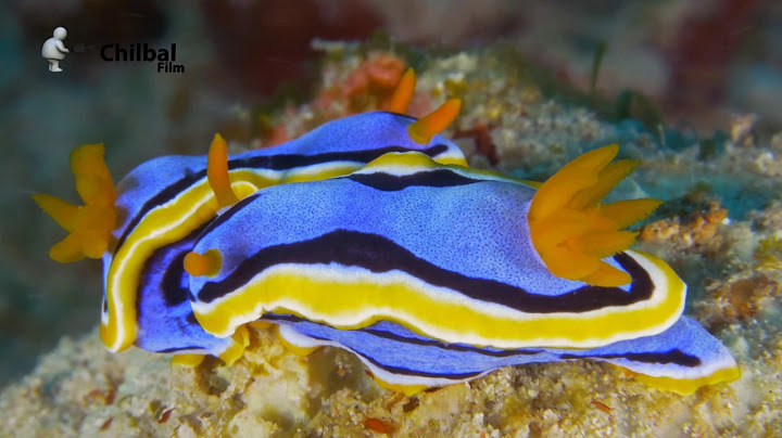 Diving Philippines