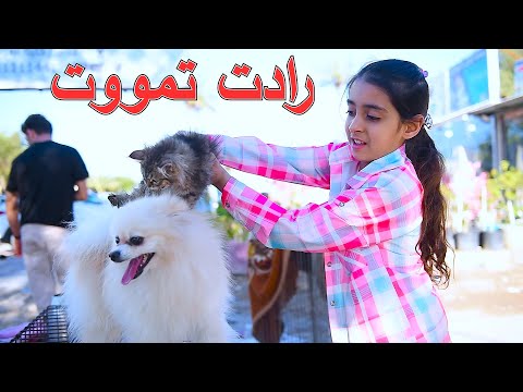 فيديو: الزيوليت - ما هو؟ الزيوليت الطبيعي والاصطناعي. الزيوليت: الخصائص والتطبيقات والفوائد والأضرار