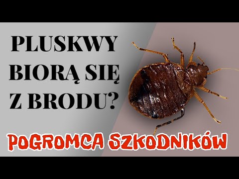 Wideo: Czy detale samochodów usuną pluskwy?