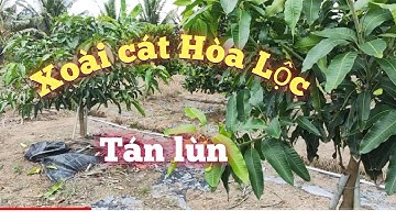 Trồng xoài cát hòa lộc tán lùn ở Gò Công Đông