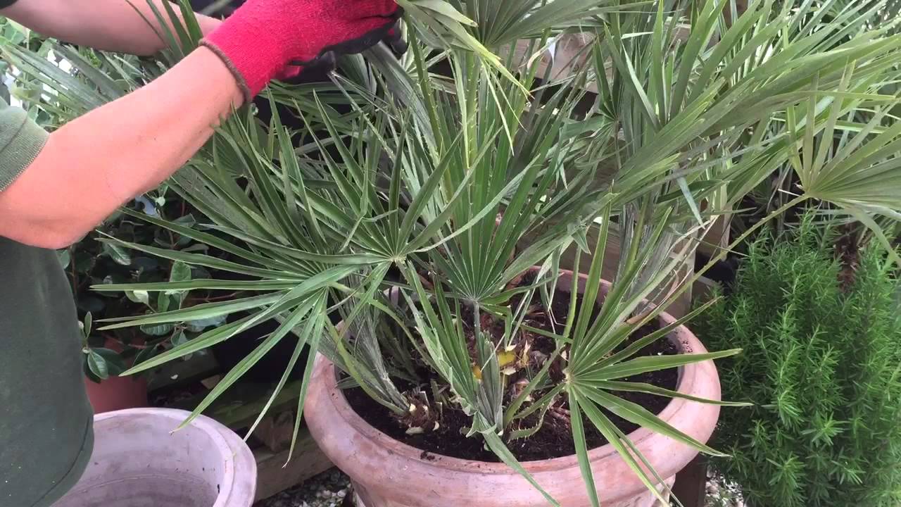 Palm Tree Pruning Doing It The Right Way YouTube palm-tree-pruning-doing-it-the-right-way-youtube