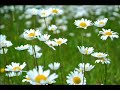 NASEEM AKHTAR -- RET PE LIKH KAR -- GHAZAL FROM MEMOR LANE Whatsapp Status Video Download Free