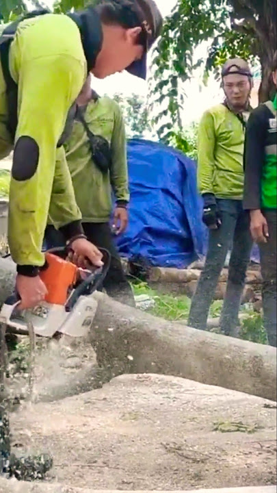 see what happens in cutting wood with a chainsaw #shortvideo #treecutting