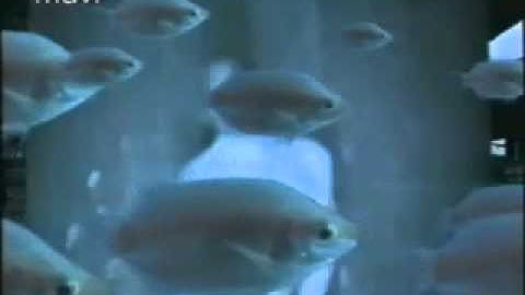 GOD'S GROOVE - Into The Blue