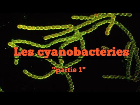 Vidéo: Différence Entre Les Cyanobactéries Et Les Protéobactéries