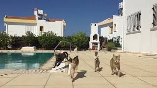 Walking With Beasts Intro Pets Version